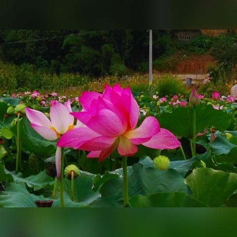 绿茵之巅的荣光，本届东京奥运会足球冠军的史诗征程